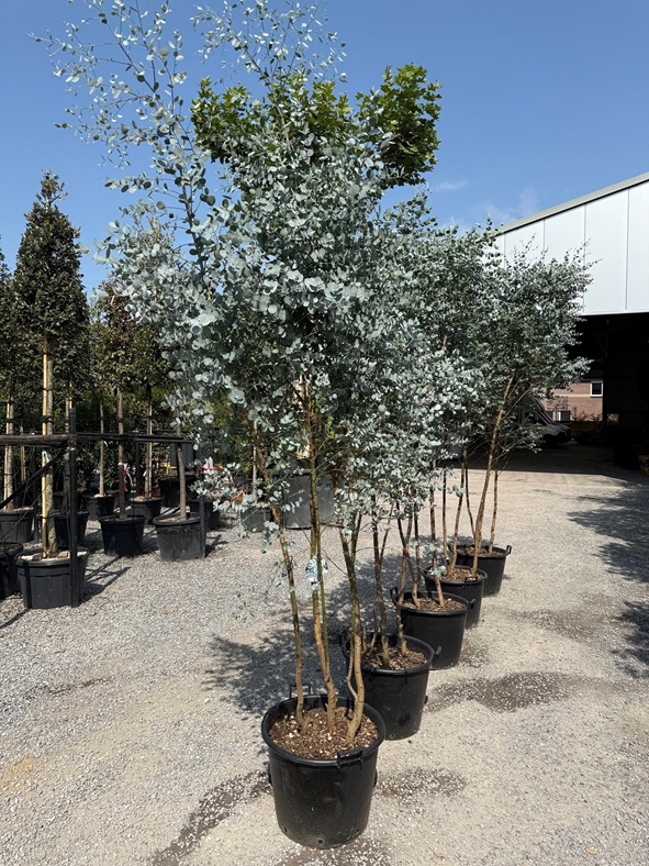 Eucalyptus gunnii 'Azura' - Eukalyptus | Mehrstamm – Höhe exkl. Topf 250/300cm - Topfmaß 65 Liter | Eukalyptus Produkt Information | Winterharter Eukalyptusbaum