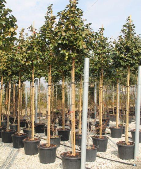 Camelia japonica - Kamelie | Hochstamm - Stammumfang 12/14cm - Stammhhe  180/220cm - Topfma 70 Liter | Kamelie Produkt Information | Camelia  Japonica | Kamelie Spezialist