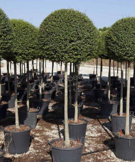 Ligustrum delavayanum - Liguster | Durchmesser Krone 50/60cm - Kurzstamm-  Stammhhe 80/100cm - Topfma 50 Liter | Ligustrum Produkt Information |  Ligustrum | Ligustrum Spezialist