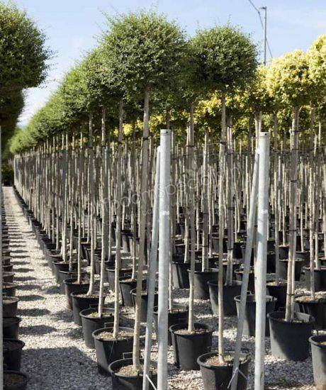 Ligustrum delavayanum - Liguster | Hochstamm - Stammumfang 8/10cm -  Stammhhe 190cm - Topfma 30 Liter | Ligustrum Produkt Information |  Ligustrum | Ligustrum Spezialist