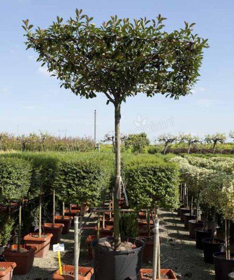 Photinia fraseri 'Red Robin' - Glanzmispel | Dachform - Stammumfang 20/25cm  - Stammhhe 220cm - Topfma 140 Liter | Photinia Produkt Information |  Photinia | Photinia Spezialist