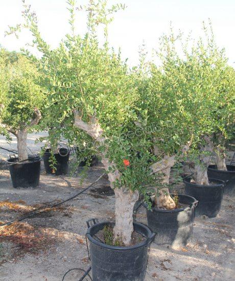 Granatapfelbaum - Punica granatum | 30/40cm Stammumfang  Kurzstamm  Hhe  inkl. Topf ca. 180cm  Topf: H= 42cm D= 55cm | Granatapfelbaum kaufen  (Punica granatum) |  Der Spezialist fr immergrne