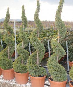 Cupressocyparis leylandii 'Castlewellan Gold' kaufen