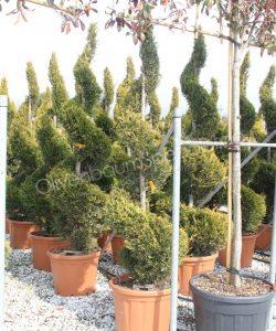 Cupressocyparis leylandii 'Castlewellan Gold' kaufen