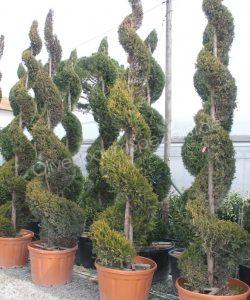 Cupressocyparis leylandii 'Castlewellan Gold' kaufen