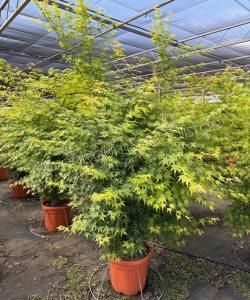 Japanischer Ahorn kaufen Acer palmatum 'Viride'