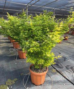 Acer palmatum 'Viride' kaufen Japanischer Ahorn