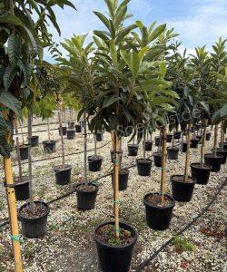 Eriobotrya japonica Kurzstamm kaufen Japanische Wollmispel