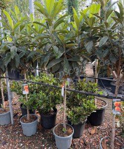Eriobotrya japonica Kurzstamm kaufen Japanische Wollmispel