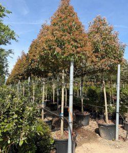 Glanzmispel Hochstamm kaufen Photinia fraseri 'Red Robin'