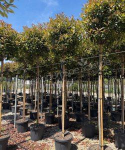 Photinia fraseri 'Red Robin' Hochstamm kaufen Glanzmispel