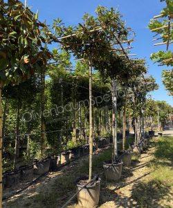 Prunus laurocerasus dachform kaufen