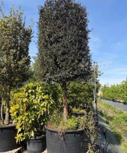 Quercus Ilex Halbstamm Steineiche