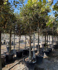 Steineiche Spalierbaum Quercus Ilex