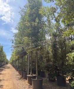 Quercus Ilex Zylinderkrone Steineiche