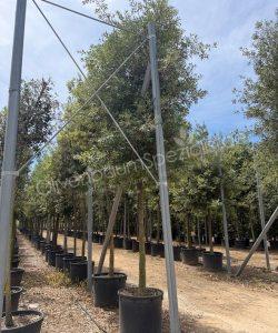 Quercus Ilex Zylinderkrone Steineiche