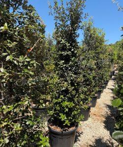 Quercus ilex strauchform kaufen