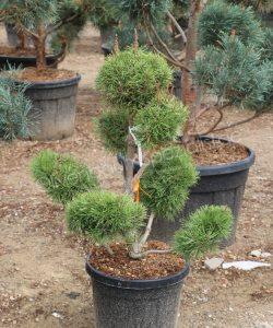 Bonsai Sortimentsubersicht Japanischer Bonsai Bonsai Spezialist