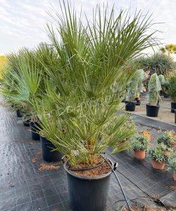 Chamaerops humilis - Europäische Zwergpalme kaufen