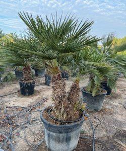 Chamaerops humilis - Europäische Zwergpalme Mehrstamm