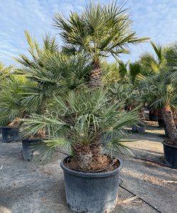Chamaerops humilis - Europäische Zwergpalme Mehrstamm kaufen