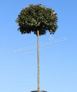 Olivenbaum kaufen? Fur einen kultivierten Olivenbaum, Bonsai Olivenbaum  oder regionalen Olivenbaum aus den Pyrenen schauen Sie beim Olivenbaum  Spezialist