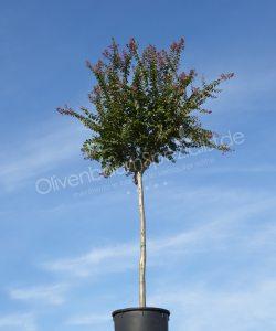 brabant thuja kaufen Brabant Lebensbaum - Thuja occidenta…