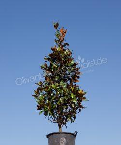 Olivenbaum kaufen? Fur einen kultivierten Olivenbaum, Bonsai Olivenbaum  oder regionalen Olivenbaum aus den Pyrenen schauen Sie beim Olivenbaum  Spezialist