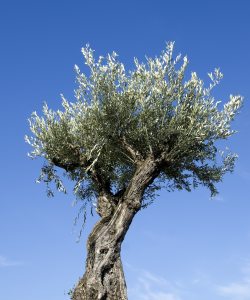 Olivenbaum kaufen? Fur einen kultivierten Olivenbaum, Bonsai Olivenbaum  oder regionalen Olivenbaum aus den Pyrenen schauen Sie beim Olivenbaum  Spezialist