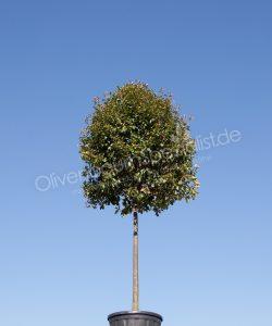 Olivenbaum kaufen? Fur einen kultivierten Olivenbaum, Bonsai Olivenbaum  oder regionalen Olivenbaum aus den Pyrenen schauen Sie beim Olivenbaum  Spezialist