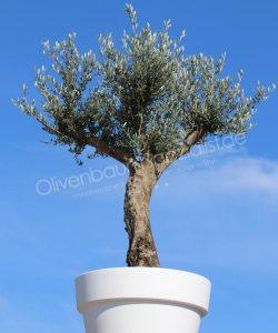 Olivenbaum im Pflanzkübel 