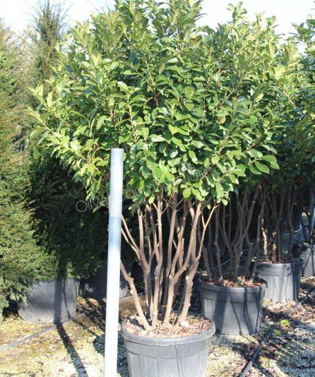 liguster grün Ligustrum ovalifolium 'Green Diamond' / Ovalblättriger Liguster main image 0