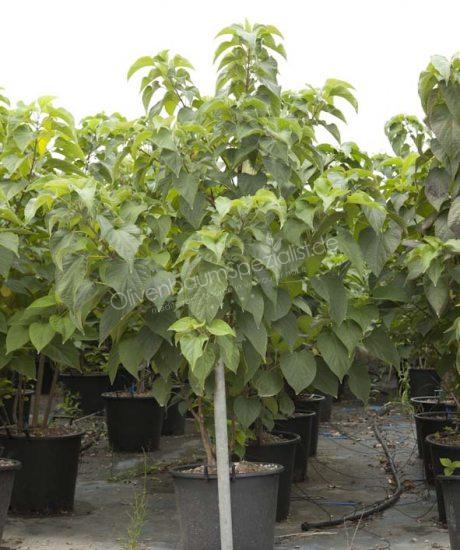 calamondin zimmerpflanze Orangenbaum
