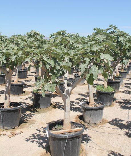 Feigenbaum - Ficus carica | Kurzstamm - 25/30cm Stammumfang  Hhe inkl.  Topf 180cm  Topfhhe 45cm  Topfdurchmesser 55cm | Feigenbaum Produkt  Information | Winterharter Feigenbaum | Feigenbaum Spezialist