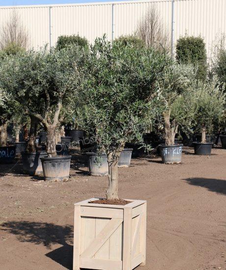 Olivenbaum im Holzpflanzkübel kaufen