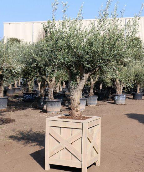 Olivenbaum im Holzpflanzkübel