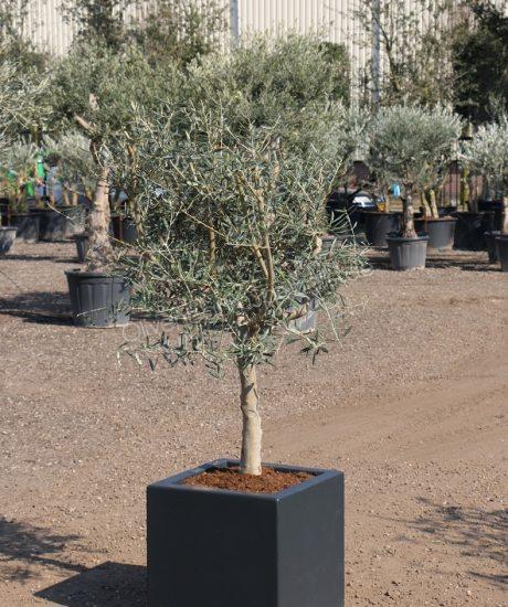 Olivenbaum im isolierten GFK pflanzkubel kaufen 