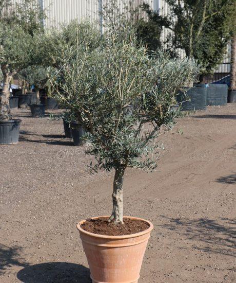 Olivenbaum im griechischen Terracotta Pflanzkübel kaufen