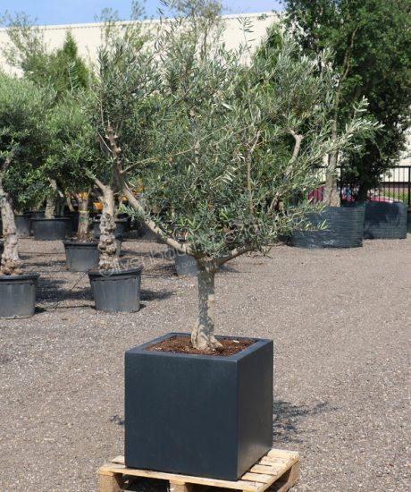 Olivenbaum im isolierten GFK pflanzkubel 