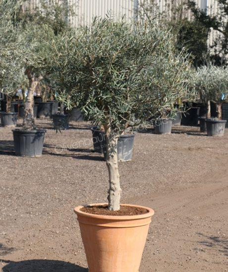 Olivenbaum im griechischen Terracotta Pflanzkübel 