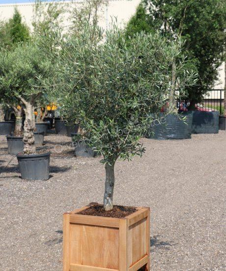 Olivenbaum im Hartholz pflanzkübel kaufen