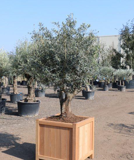 Olivenbaum im Hartholz pflanzkübel kaufen