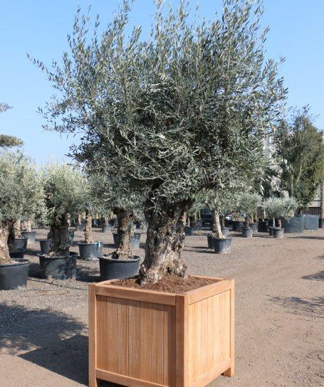 Olivenbaum im Hartholz pflanzkübel 