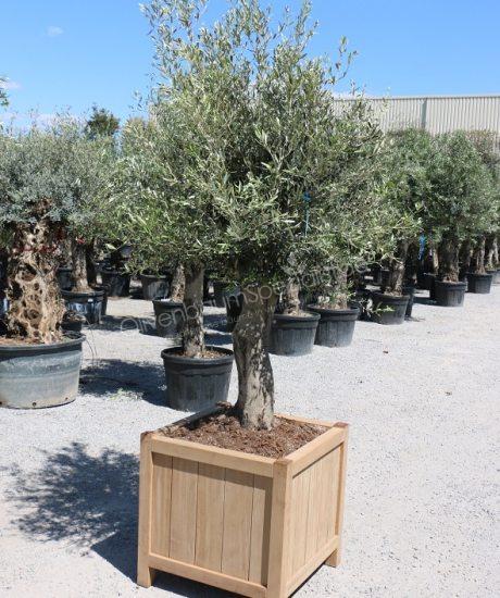 Olivenbaum im Hartholz pflanzkübel
