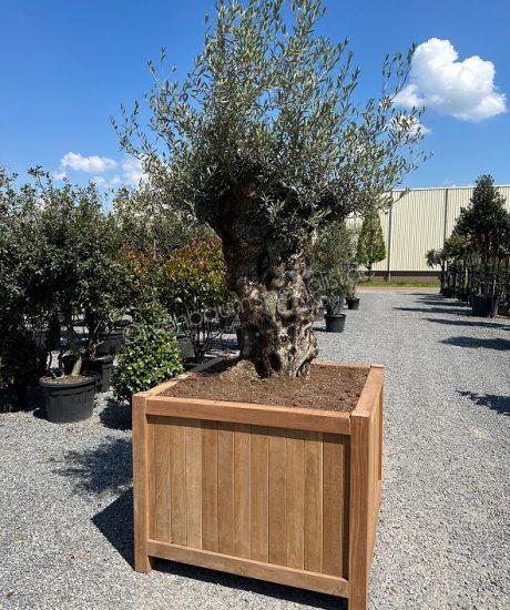Olivenbaum Bonsai 120/140 cm Stammumfang im Hartholz Pflanzkübel (LxBxH) 120x120x95cm