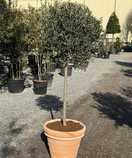 Olivenbaum im italienischen Terrakotta Pflanzkübel kaufen