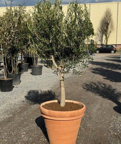 Olivenbaum im italienischen Terrakotta Pflanzkübel kaufen