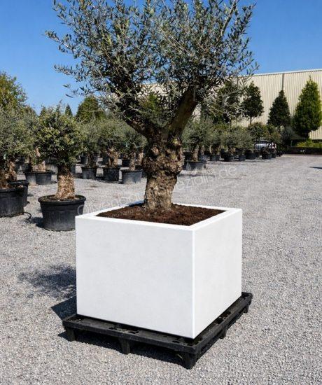 Olivenbaum im weissen isolierten GFK pflanzkubel kaufen 