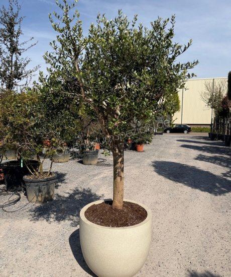Olivenbaum in polystone topf