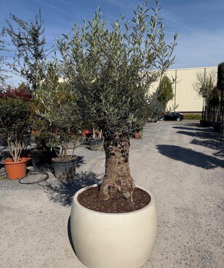 Olivenbaum in polystone topf